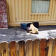 Illustration for article titled EXCLUSIVE BEAR PICTURES: Bear In A Hammock, Bear By A Trash Can
